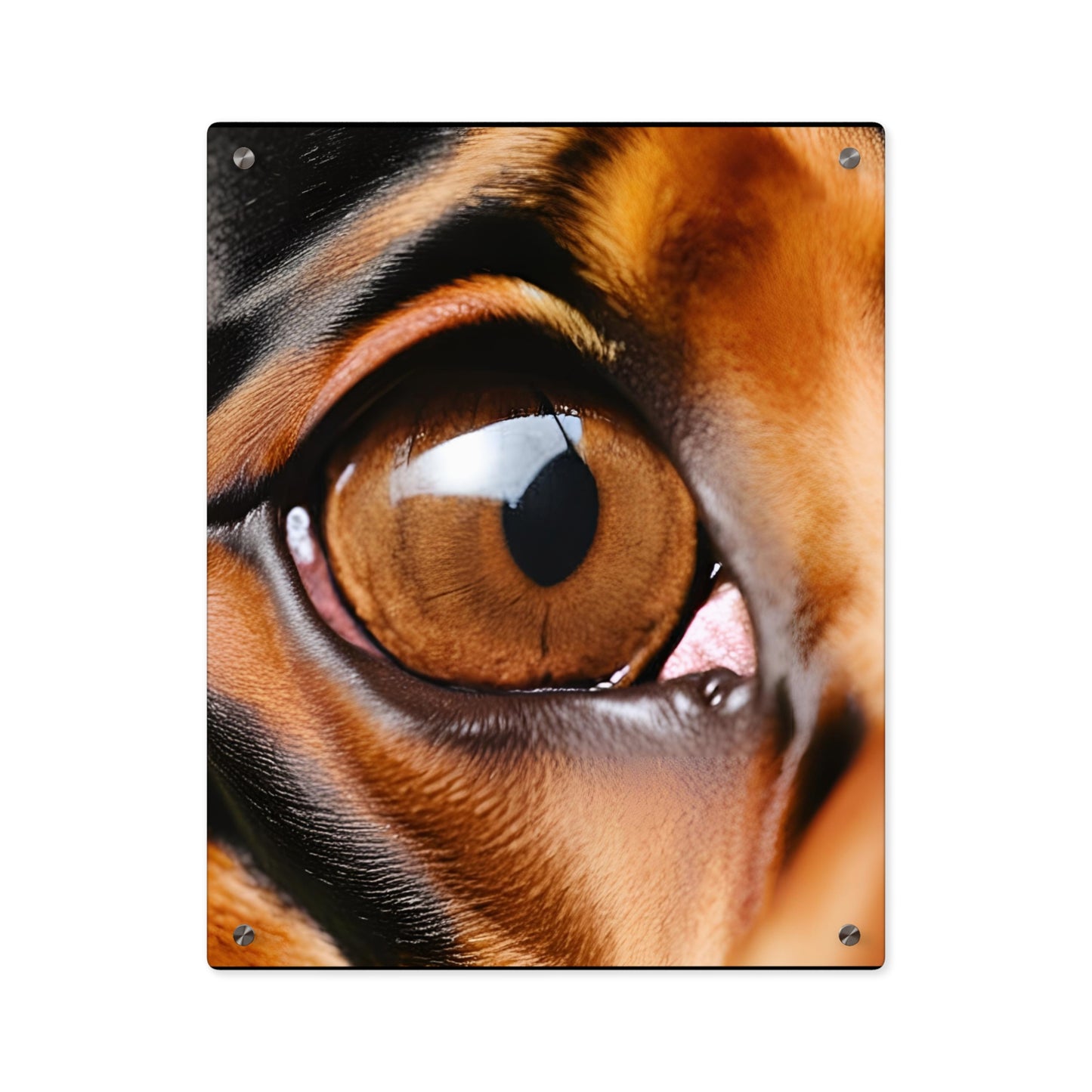 Eye 1 Acrylic Wall Art Panels