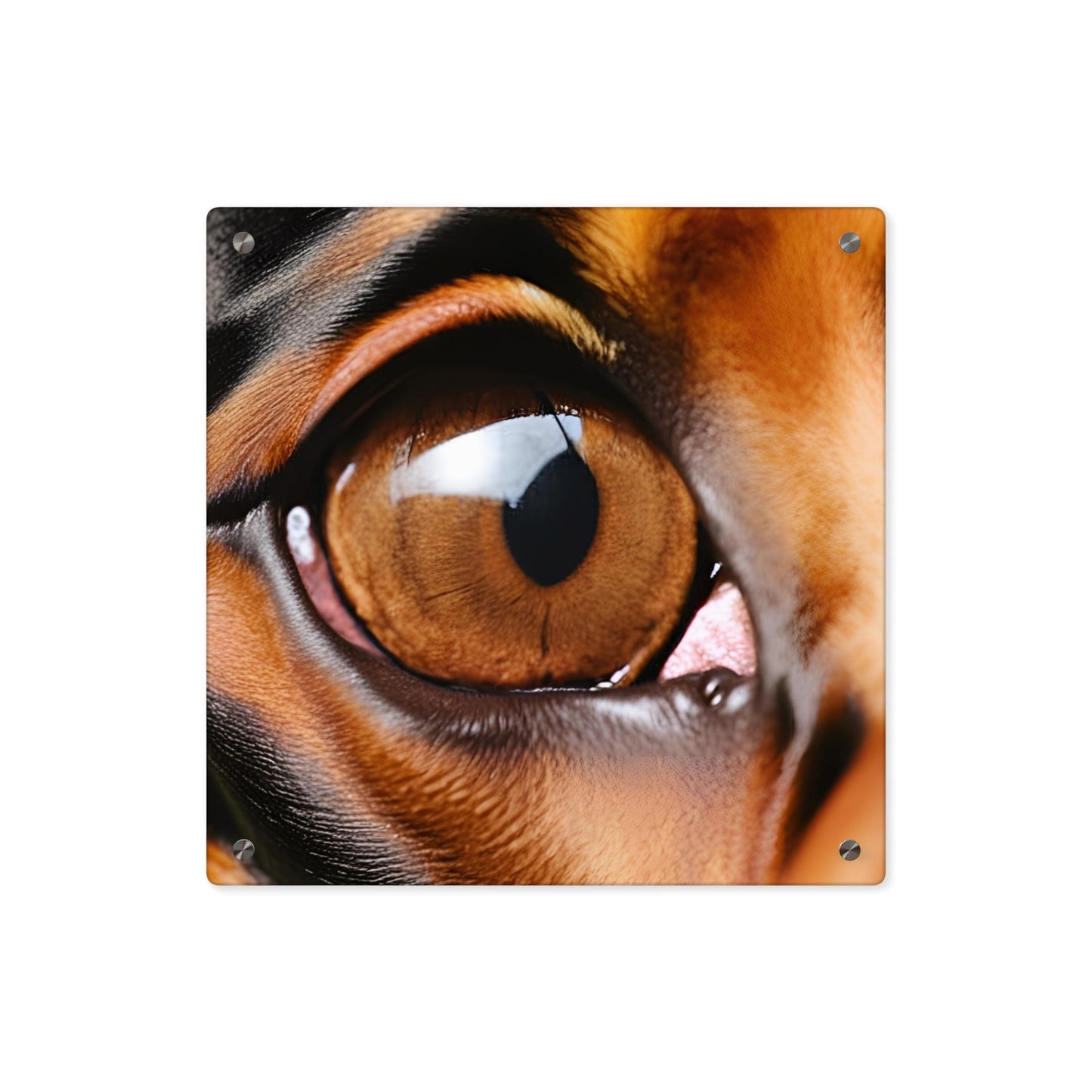 Eye 1 Acrylic Wall Art Panels