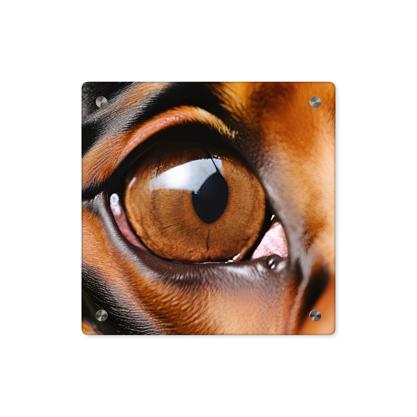 Eye 1 Acrylic Wall Art Panels